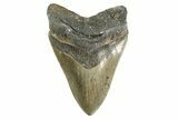 Serrated, Fossil Megalodon Tooth - North Carolina #346332-1